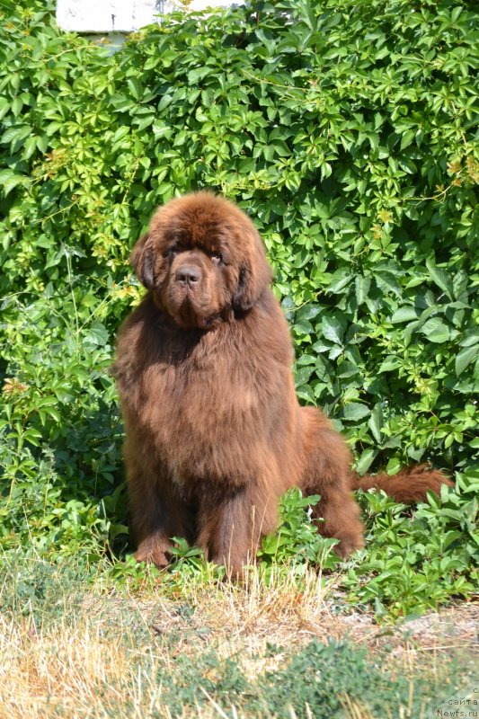 Фото: ньюфаундленд Гаврюша с Черноморского Берега