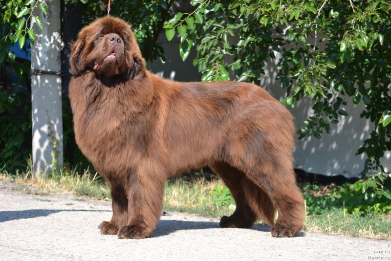 Фото: ньюфаундленд Гаврюша с Черноморского Берега