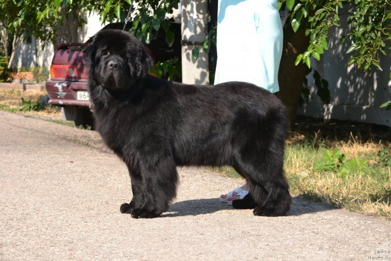 Фото: ньюфаундленд Хава с Берега Дона (Hava s Berega Dona)