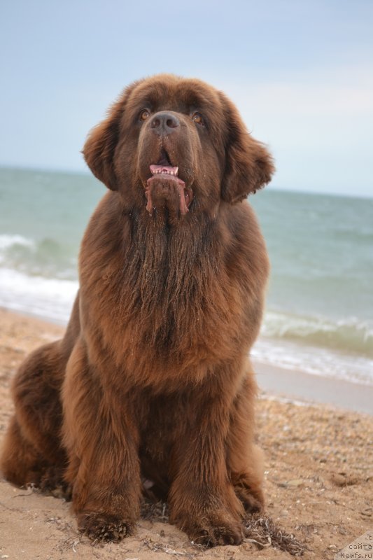 Фото: ньюфаундленд Ханни для Вятских Медведей (Hanni dlya Vyatskikh Medvedey)