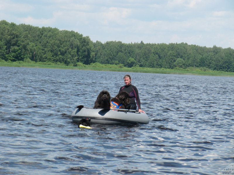 Фото: ньюфаундленд Риччи с Берега Дона (Richchi s Berega Dona), ньюфаундленд Мелти Вейв Марин Тифея (Melty Wave Marine Tifeya), ньюфаундленд Дюрбахлер Клаб Альфаретта Виньетта, Анна Петрушкина