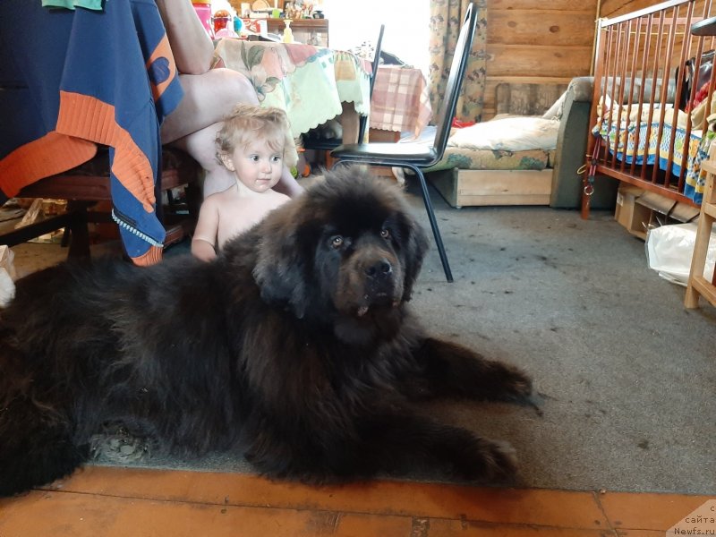 Фото: ньюфаундленд Мелти Вейв Марин Тифея (Melty Wave Marine Tifeya)