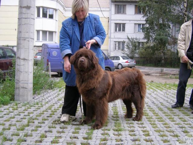 Фото: Наталья Малинина, ньюфаундленд Смигар Ришель Леди Фортуна (Smigar Rishel Lady Fortuna)