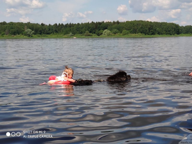 Фото: ньюфаундленд Мелти Вейв Марин Тифея (Melty Wave Marine Tifeya)
