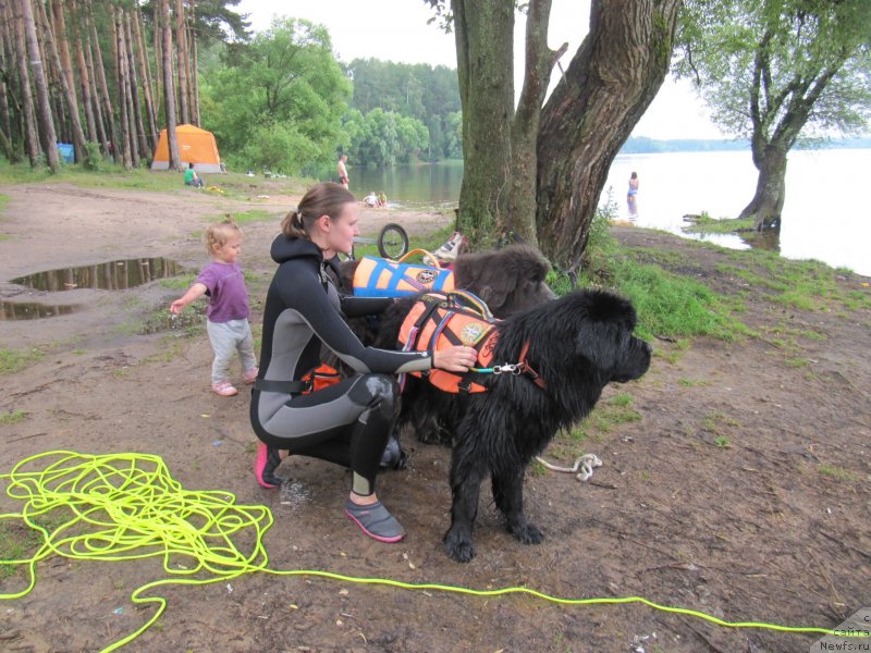 Фото: ньюфаундленд Риччи с Берега Дона (Richchi s Berega Dona), ньюфаундленд Дюрбахлер Клаб Альфаретта Виньетта, Анастасия Киреева