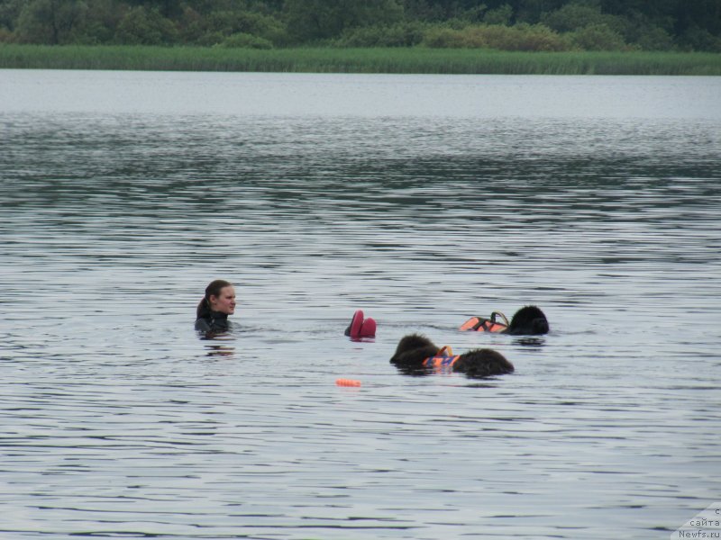 Фото: ньюфаундленд Дюрбахлер Клаб Альфаретта Виньетта, ньюфаундленд Риччи с Берега Дона (Richchi s Berega Dona), Анастасия Киреева