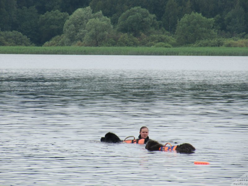 Фото: ньюфаундленд Дюрбахлер Клаб Альфаретта Виньетта, ньюфаундленд Риччи с Берега Дона (Richchi s Berega Dona), Анастасия Киреева