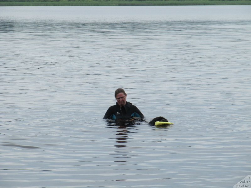 Фото: ньюфаундленд Мелти Вейв Марин Тифея (Melty Wave Marine Tifeya), Анна Петрушкина