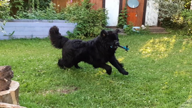 Фотография № 247340