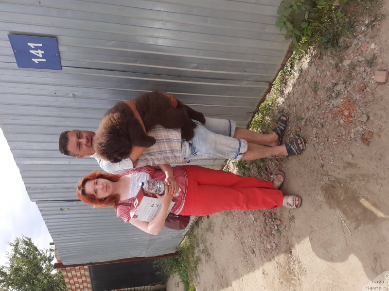 Фото: ньюфаундленд Ченый Балу Павла Грэмми (Cherniy Balu Pavla Gremmi)