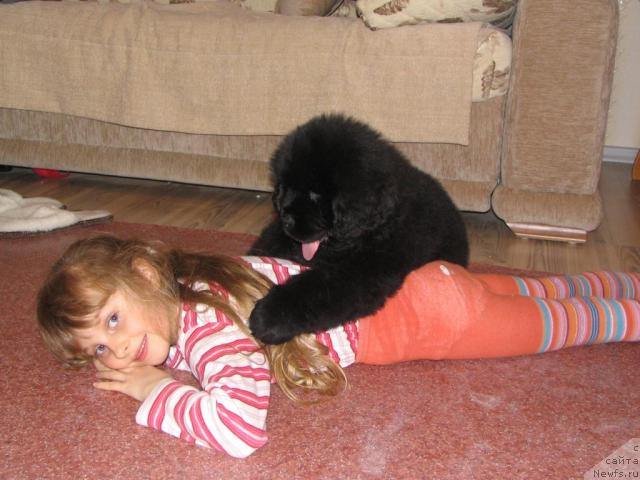 Фото: ньюфаундленд Сент Джонс Роллекс (Sent Djons Rollex), 2 мес с дочей