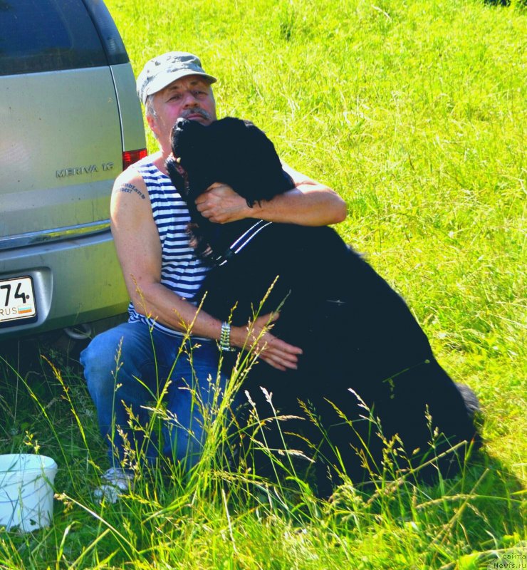 Фото: ньюфаундленд Угрюм Река Из Тихого Омута (Ugryum Reka iz Tihogo Omuta)