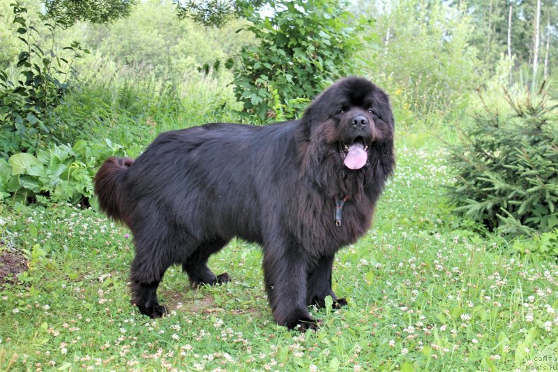 Фото: ньюфаундленд Козырный Туз с Берега Дона (Kozyrniy Tuz s Berega Dona), ньюфаундленд Козырный Туз с Берега Дона (Kozyrniy Tuz s Berega Dona)