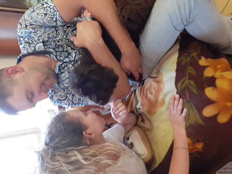 Фото: ньюфаундленд Черный Балу Прадо Джованно (Cherniy Balu Prado Giovanna)