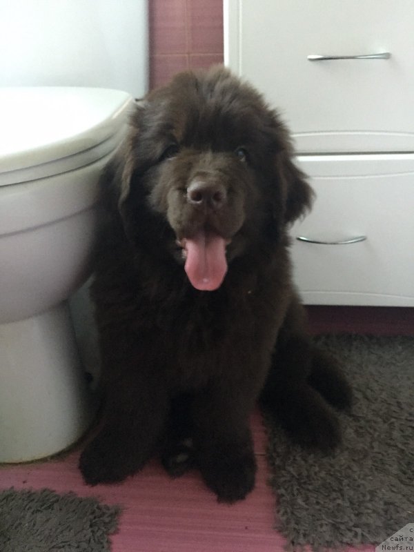 Фото: ньюфаундленд Черный Балу Паула Браун (Cherniy Balu Paula Braun)