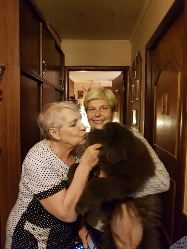 Фото: ньюфаундленд Черный Балу Поллиана Мокко (Cherniy Balu Polliana Mokko)