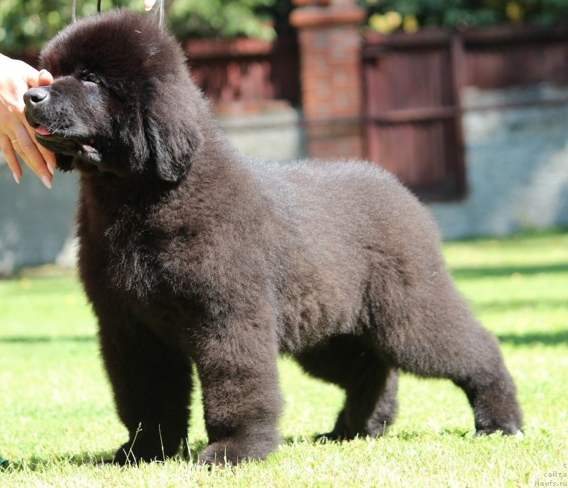 Фото: ньюфаундленд Супер Премиум Египет