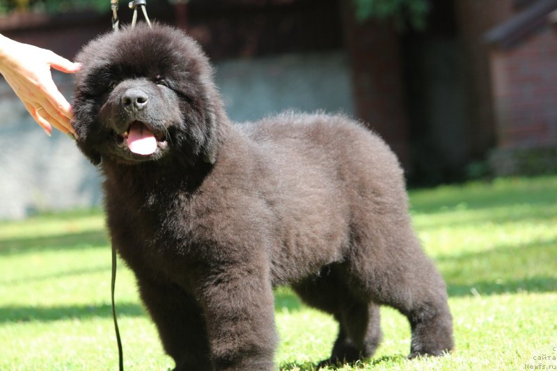 Фото: ньюфаундленд Супер Премиум Египет