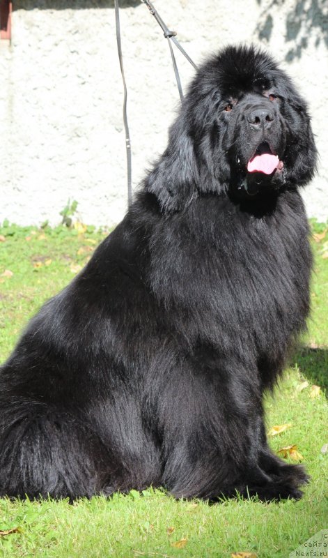 Фотография № 247379