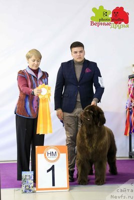 Фото: ньюфаундленд Даркфлайт Пелагея (Darkflight Pelageya)