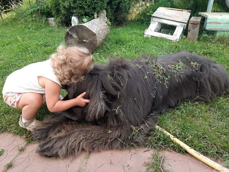 Фото: ньюфаундленд Дюрбахлер Клаб Альфаретта Виньетта