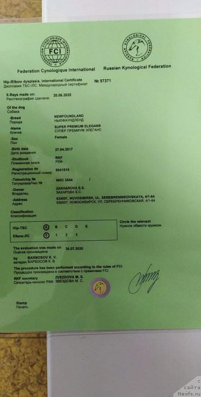 Фото: ньюфаундленд Супер Премиум Элеганс (Super Premium Elegans)