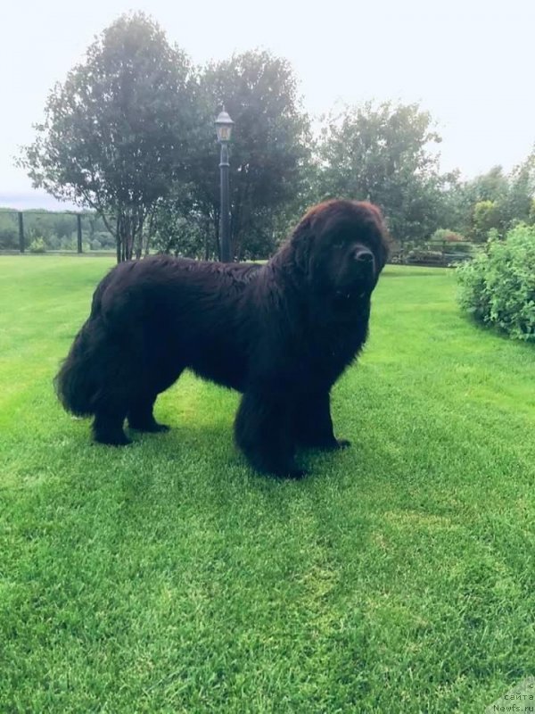 Фото: ньюфаундленд Аллегро Виннер Форвард (Allegro Winner Forward)