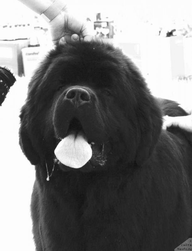 Фото: ньюфаундленд Аллегро Виннер Форвард (Allegro Winner Forward)