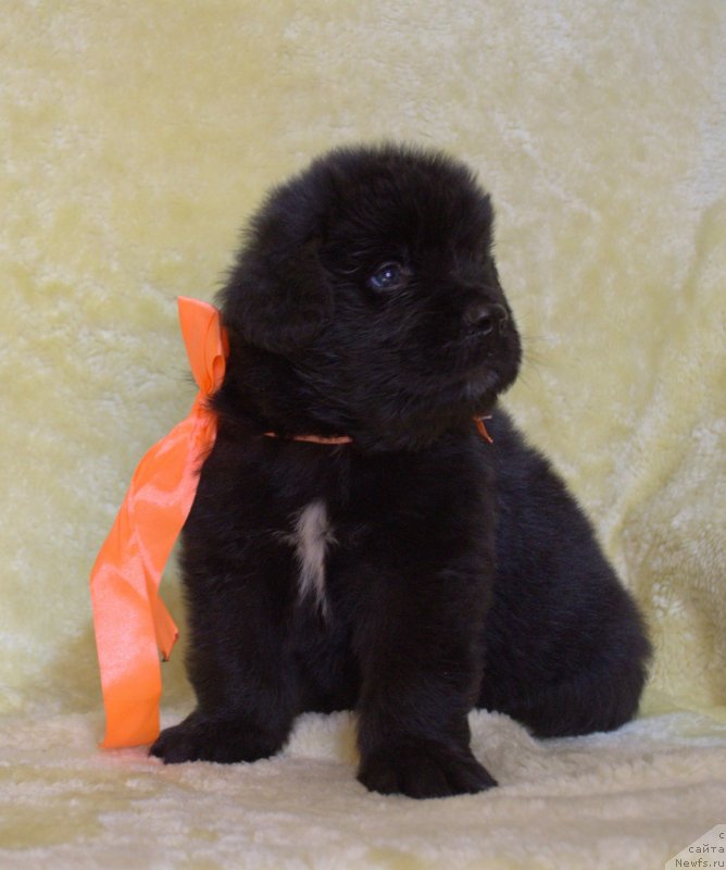 Фото: ньюфаундленд Май Френд Ньюфи Вула Великолепная