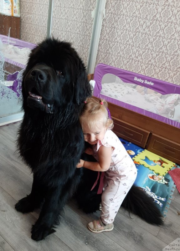 Фото: ньюфаундленд Риччи с Берега Дона (Richchi s Berega Dona), Лера