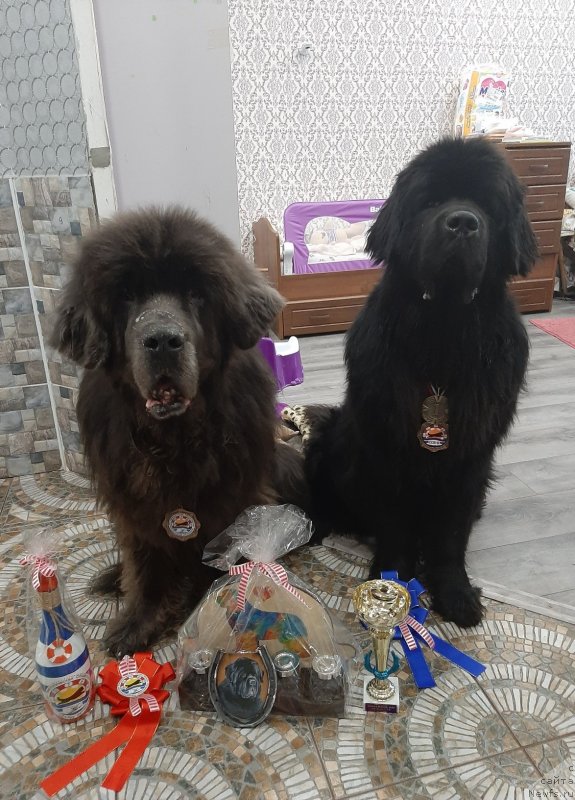 Фото: ньюфаундленд Дюрбахлер Клаб Альфаретта Виньетта, ньюфаундленд Риччи с Берега Дона (Richchi s Berega Dona)