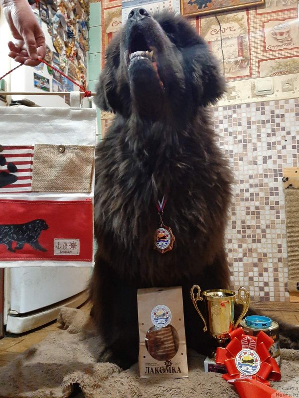 Фото: ньюфаундленд Мелти Вейв Марин Тифея (Melty Wave Marine Tifeya)