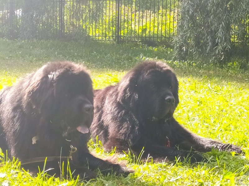 Фотография № 247425