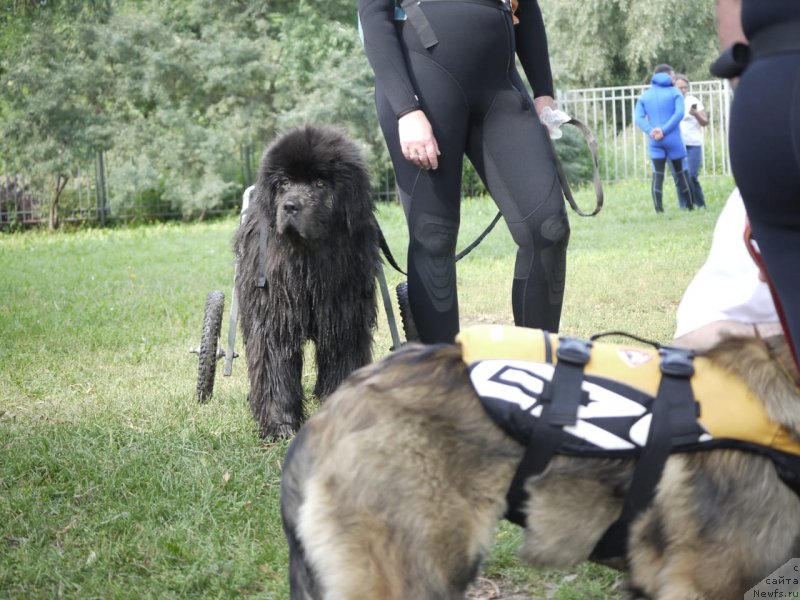 Фото: ньюфаундленд Мелти Вейв Марин Тифея (Melty Wave Marine Tifeya)