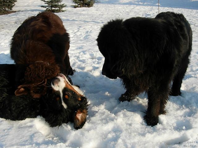 Фото: ньюфаундленд Лесная Сказка Раскрасавица