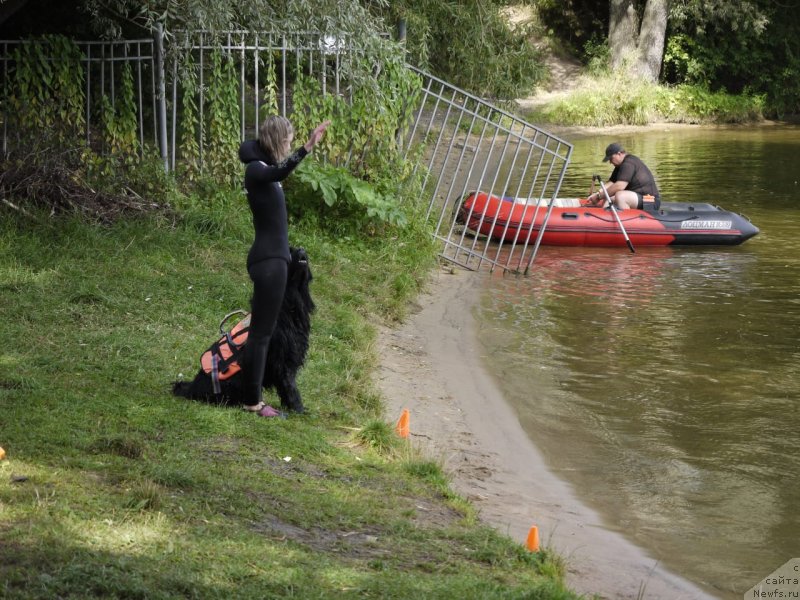 Фото: ньюфаундленд Риччи с Берега Дона (Richchi s Berega Dona), Анастасия Киреева