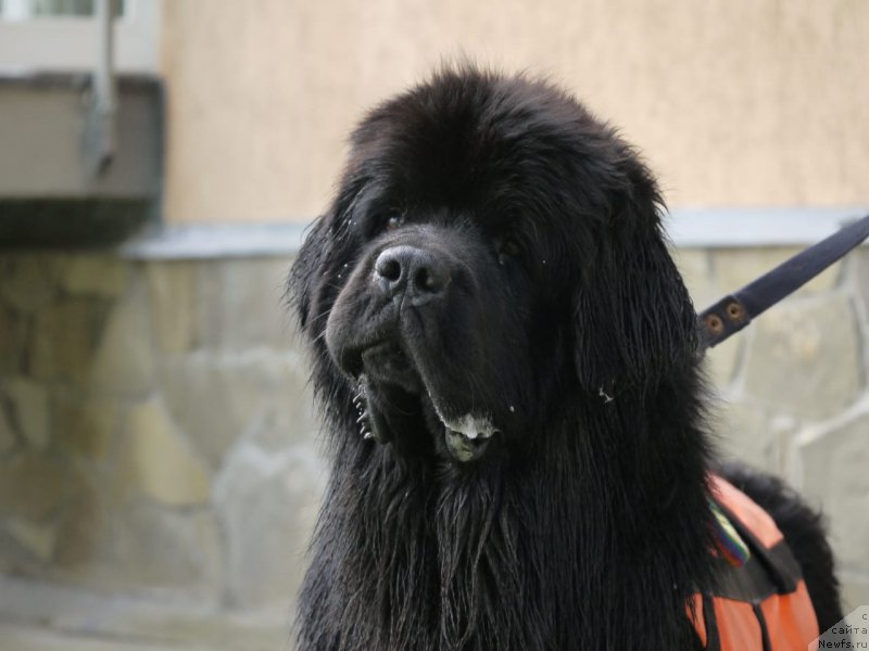 Фото: ньюфаундленд Риччи с Берега Дона (Richchi s Berega Dona)