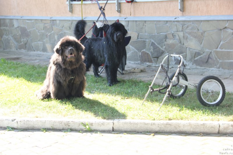 Фото: ньюфаундленд Мелти Вейв Марин Тифея (Melty Wave Marine Tifeya), ньюфаундленд Риччи с Берега Дона (Richchi s Berega Dona)