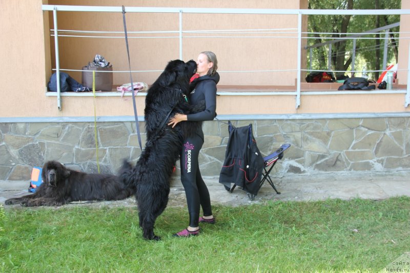 Фото: ньюфаундленд Риччи с Берега Дона (Richchi s Berega Dona), Анастасия Киреева