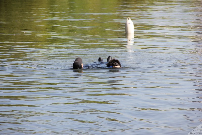 Фото: ньюфаундленд Мелти Вейв Марин Тифея (Melty Wave Marine Tifeya)