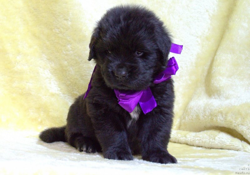 Фото: ньюфаундленд Май Френд Ньюфи Вула Великолепная