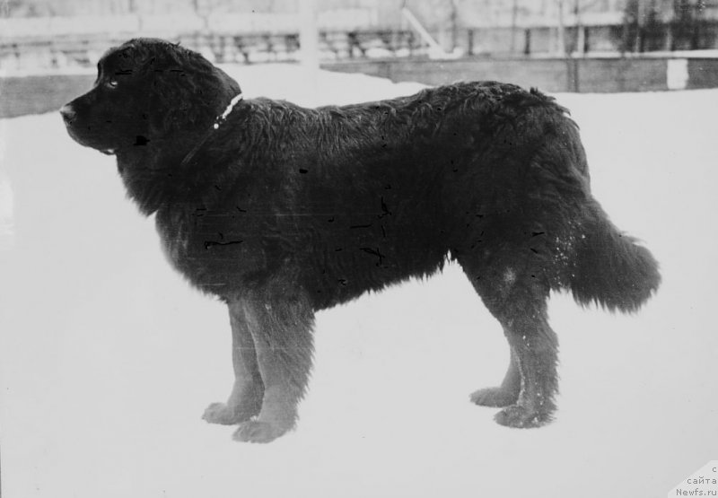 Фото: ньюфаундленд Енита Хип