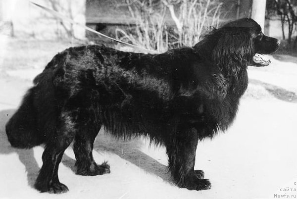 Фото: ньюфаундленд Ангрис Мим