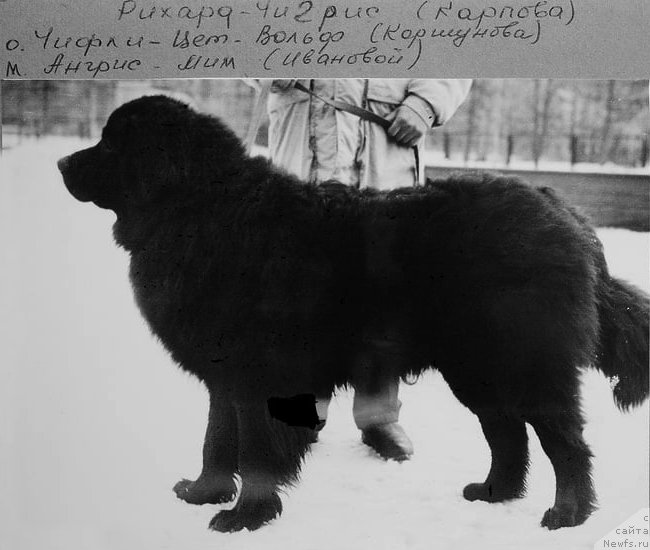 Фото: ньюфаундленд Рихард Чигрис