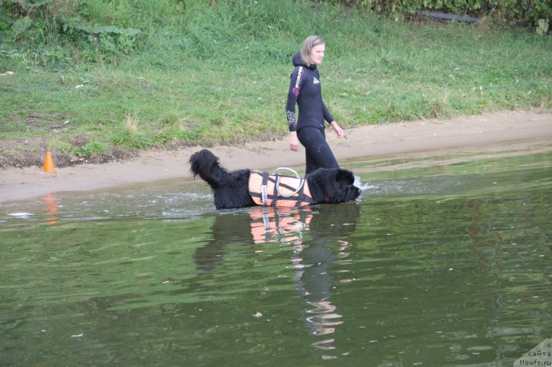 Фото: ньюфаундленд Риччи с Берега Дона (Richchi s Berega Dona), Анастасия Киреева