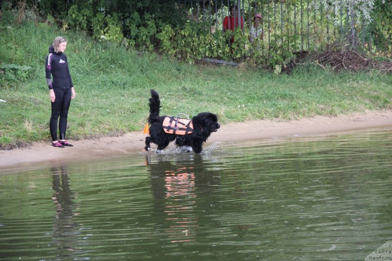Фото: ньюфаундленд Риччи с Берега Дона (Richchi s Berega Dona), Анастасия Киреева
