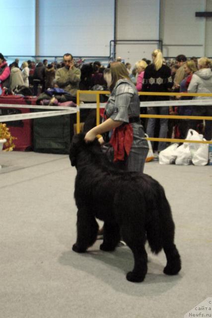 Фото: ньюфаундленд Skippers Secret Agent For Donat's Pride, Мария Шатилова