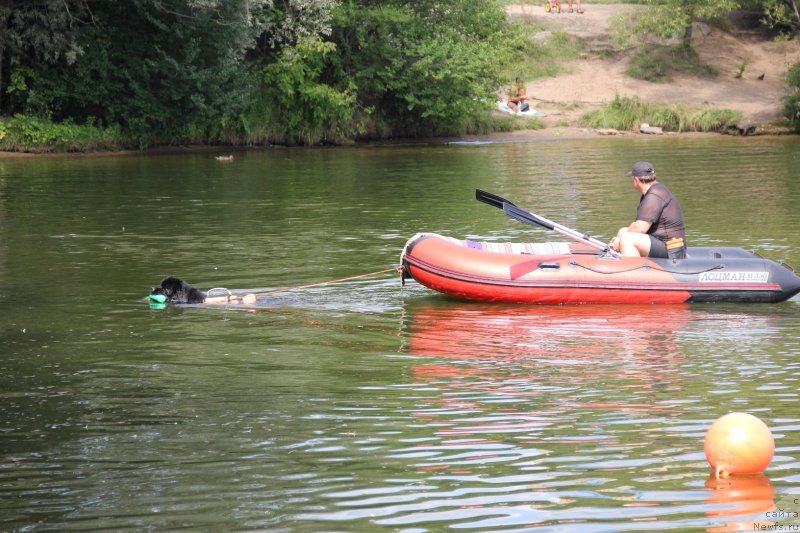 Фото: ньюфаундленд Риччи с Берега Дона (Richchi s Berega Dona)