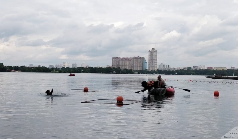 Фото: ньюфаундленд Риччи с Берега Дона (Richchi s Berega Dona)