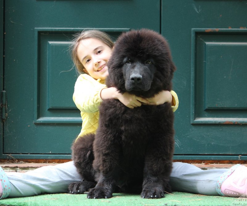 Фото: ньюфаундленд Супер Премиум Египет